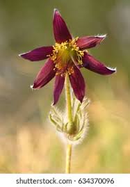 Attēlu rezultāti vaicājumam “Pulsatilla pratensis flower”