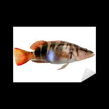 Image result for Serranus scriba