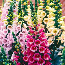 Attēlu rezultāti vaicājumam “Digitalis purpurea flower”