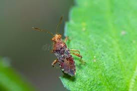 Attēlu rezultāti vaicājumam “Rhopalus maculatus”