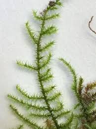 Attēlu rezultāti vaicājumam “Rhytidiadelphus”