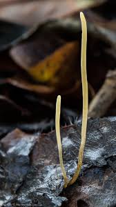 Attēlu rezultāti vaicājumam “Macrotyphula juncea”