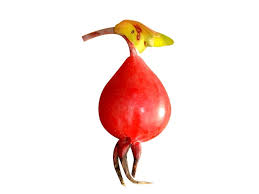 Attēlu rezultāti vaicājumam “Rosa majalis fruit”