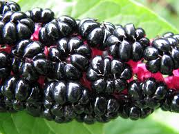 Attēlu rezultāti vaicājumam “Phytolacca acinosa fruit”