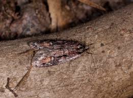 Attēlu rezultāti vaicājumam “Semioscopis oculella”