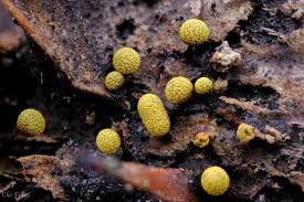 Attēlu rezultāti vaicājumam “Physarum oblatum macro”