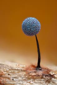 Attēlu rezultāti vaicājumam “Lamproderma violaceum macro”