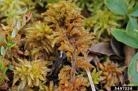 Attēlu rezultāti vaicājumam “Sphagnum papillosum”