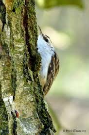 Attēlu rezultāti vaicājumam “Certhia familiaris”