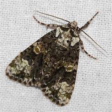 Attēlu rezultāti vaicājumam “Craniophora ligustri imago”