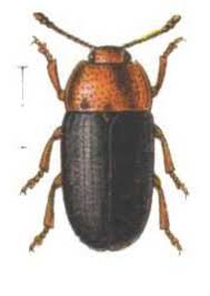 Attēlu rezultāti vaicājumam “Triplax russica”