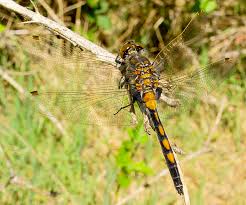 Attēlu rezultāti vaicājumam “Leucorrhinia”