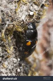 Attēlu rezultāti vaicājumam “Glischrochilus hortensis”