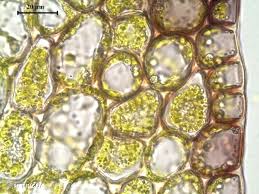 Attēlu rezultāti vaicājumam “Lophozia ascendens”