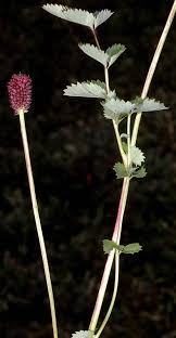 Attēlu rezultāti vaicājumam “Sanguisorba officinalis leaf”