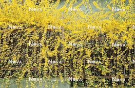 Attēlu rezultāti vaicājumam “Forsythia suspensa”