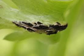 Attēlu rezultāti vaicājumam “Urocystis anemones”