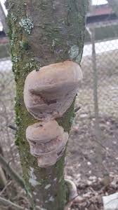 Attēlu rezultāti vaicājumam “Phellinus pomaceus”