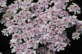 Image result for Schleifenblume