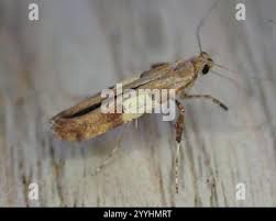 Attēlu rezultāti vaicājumam “Caloptilia stigmatella”