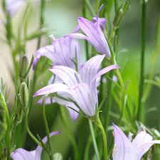 Image result for Campanula rapunculus