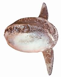 Image result for Mola alexandrini