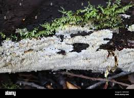 Attēlu rezultāti vaicājumam “Dentipellis fragilis”