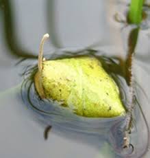 Attēlu rezultāti vaicājumam “Hydrochara caraboides”