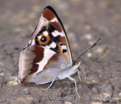 Attēlu rezultāti vaicājumam “Apatura iris”