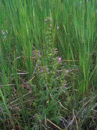 Attēlu rezultāti vaicājumam “Pedicularis palustris subsp. opsiantha”