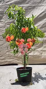 Image result for donut peach