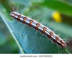 Attēlu rezultāti vaicājumam “Comatricha pulchella stalked”