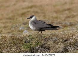 Attēlu rezultāti vaicājumam “Stercorarius parasiticus adult”