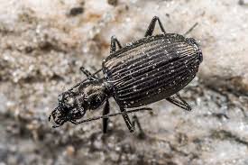 Attēlu rezultāti vaicājumam “Carabidae”