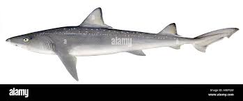 Image result for Mustelus asterias