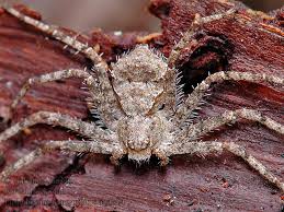 Attēlu rezultāti vaicājumam “Philodromus margaritatus”