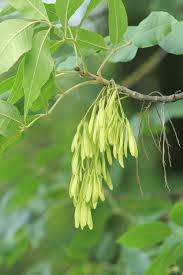 Attēlu rezultāti vaicājumam “Fraxinus excelsior”