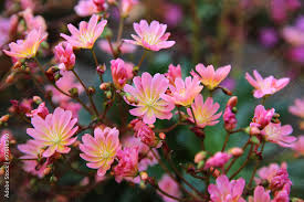 Image result for Bitterwurz