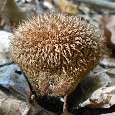 Attēlu rezultāti vaicājumam “Lycoperdon echinatum”