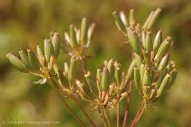 Attēlu rezultāti vaicājumam “Chaerophyllum aromaticum fruit”