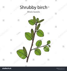 Attēlu rezultāti vaicājumam “Betula humilis leaf”