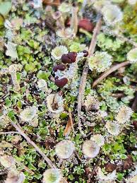 Attēlu rezultāti vaicājumam “Cladonia pyxidata”