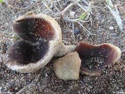 Attēlu rezultāti vaicājumam “Peziza ammophila”