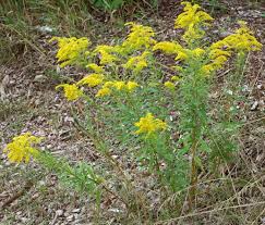 Attēlu rezultāti vaicājumam “Solidago canadensis leaf”