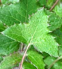 Attēlu rezultāti vaicājumam “Sonchus oleraceus leaf”