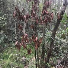 Attēlu rezultāti vaicājumam “Ophiostoma polyporicola”
