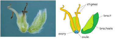 Attēlu rezultāti vaicājumam “Corylus avellana female flower”