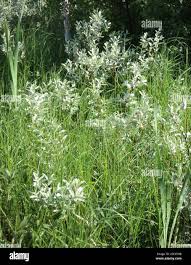 Attēlu rezultāti vaicājumam “Salix lapponum”