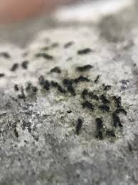 Attēlu rezultāti vaicājumam “Opegrapha rufescens”