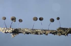 Attēlu rezultāti vaicājumam “Stemonitidaceae”